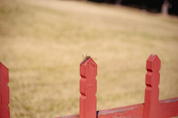 red fence on a farm