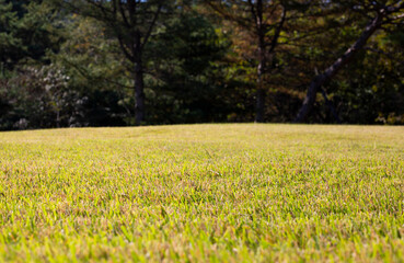 the grass shining in the autumn sun
