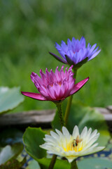 불교를 상징하는 꽃-연꽃, 수련.