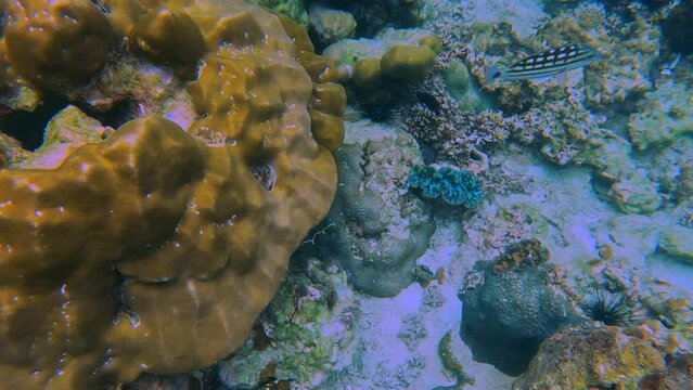 Snorkling snorkel in Phi Phi Island Corel reef teaming with reef fish of various colours. Phuket Thailand teaming with reef fish of various colours. vibrant and colourful Corel reef