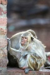 태국 롭부리 유적지에서 만난 원숭이 사원과 원숭이들  