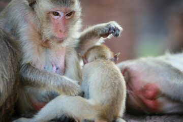 태국 롭부리 유적지에서 만난 원숭이 사원과 원숭이들  
