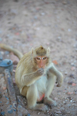 태국 롭부리 유적지에서 만난 원숭이 사원과 원숭이들  