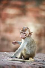 태국 롭부리 유적지에서 만난 원숭이 사원과 원숭이들  