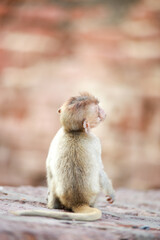 Obraz premium 태국 롭부리 유적지에서 만난 원숭이 사원과 원숭이들 