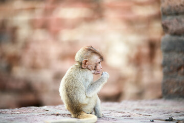 태국 롭부리 유적지에서 만난 원숭이 사원과 원숭이들  