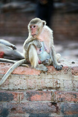 태국 롭부리 유적지에서 만난 원숭이 사원과 원숭이들  