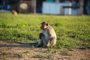 Fototapeta premium 태국 롭부리 유적지에서 만난 원숭이 사원과 원숭이들