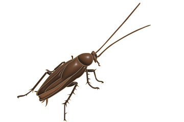 cockroach