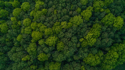 Looking down from a bird's eye view at green treetops in a forest - obrazy, fototapety, plakaty