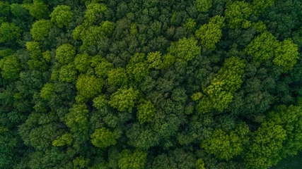 Fotobehang Looking down from a bird's eye view at green treetops in a forest © Matt