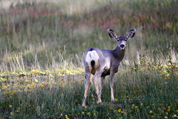 deer in the meadow