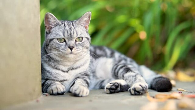 Young playful Russian Blue cat relaxing in the backyard. Slow motion footage of gorgeous blue-gray cat with green eyes having fun outdoors in a garden or a back yard. Family pet at home.