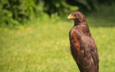 Potrait of Harris Hawk Raptor Bird