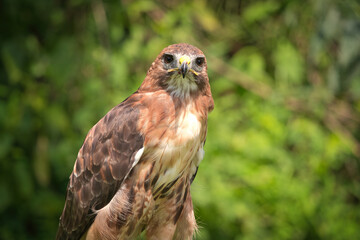 Portrait of a Red-Tailed Hawk Raptor Bird