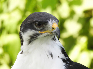 Potrait of a African Angur Buzzard (Buteo Angur) Raptor Bird