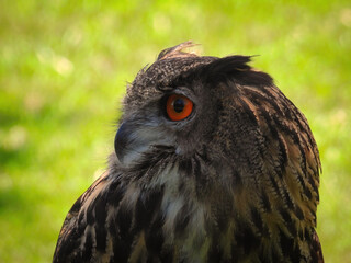 Falconry: Close up of Eurasian Eagle-Owl