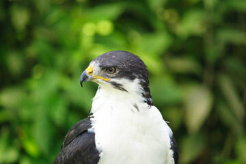 Potrait of a African Angur Buzzard (Buteo Angur) Raptor Bird
