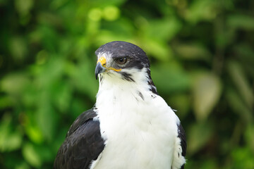 Potrait of a African Angur Buzzard (Buteo Angur) Raptor Bird