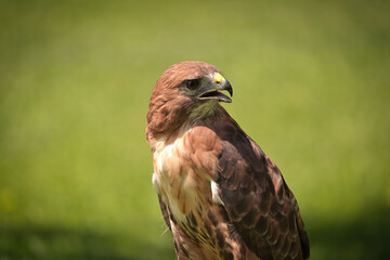 Portrait of a Red-Tailed Hawk Raptor Bird