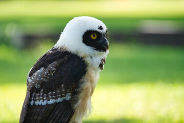 The Spectacled Owl (Pulsatrix perspicillata) Portait Close Up Macro