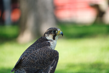 Potrait of a Gry-Saker Falcon Hybrid Raptor Bird