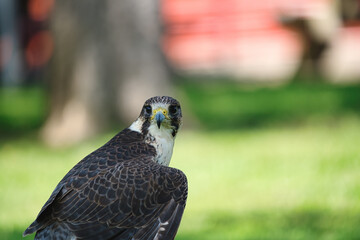 Potrait of a Gry-Saker Falcon Hybrid Raptor Bird