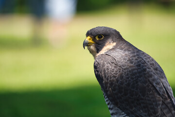 Potrait of a Peregrine Falcon Raptor Bird