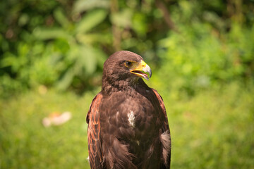 Potrait of Harris Hawk Raptor Bird