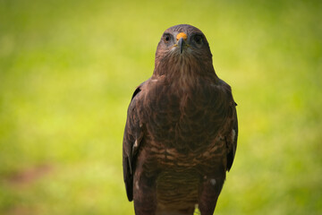 Potrait of Harris Hawk Raptor Bird
