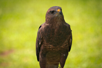 Potrait of Harris Hawk Raptor Bird