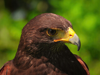 Potrait of Harris Hawk Raptor Bird