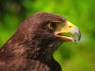 Potrait of Harris Hawk Raptor Bird