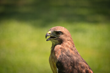 Portrait of a Red-Tailed Hawk Raptor Bird
