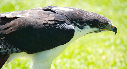 Potrait of a African Angur Buzzard (Buteo Angur) Raptor Bird