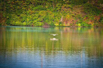 White Pelican Flying over a Blue Lake