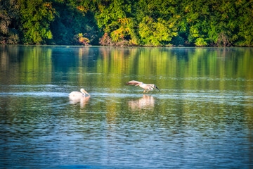 White Pelican Coming in for Landing on a Blue Lake
