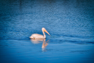 White Pelican Swimming on a Blue Lake&nbsp;