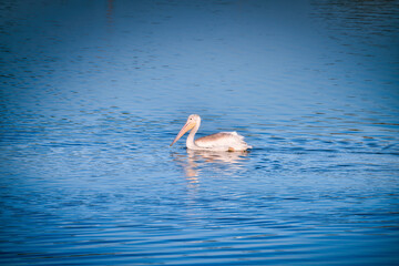 White Pelican Swimming on a Blue Lake&nbsp;