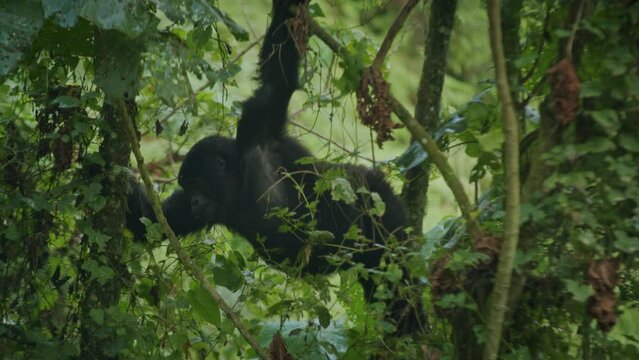 Mountain Gorilla hanging from tree branch