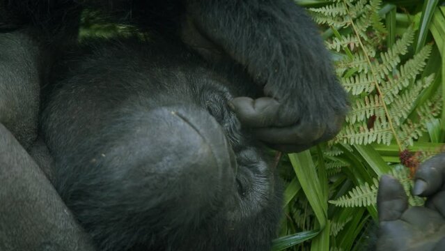 Portrait of wild beringei mountain gorilla relaxing and scratching face in green lush Bwindi Impenetrable Forest, Uganda