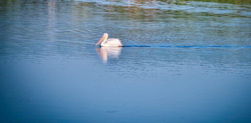 White Pelican Swimming on a Blue Lake&nbsp;