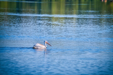 White Pelican Swimming on a Lake in the Sunshine