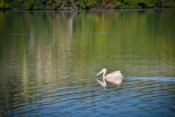 White Pelican Swimming on a Blue Lake&nbsp;