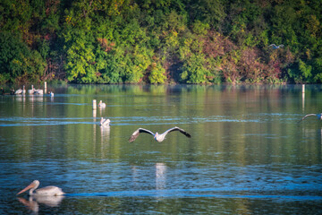 White Pelican Flying Over a Blue Lake&nbsp;