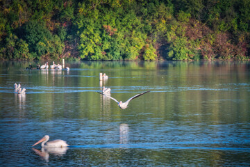 White Pelican Flying Over a Blue Lake