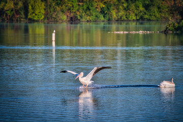 White Pelicans Swimming on a Lake in the Sunshine
