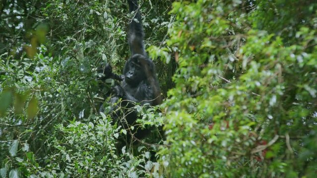 Beringei mountain mother gorilla and little baby peacefully together in Bwindi forest in Uganda, Africa