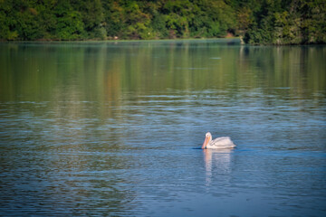 White Pelican Fishing on a Blue Lake&nbsp;