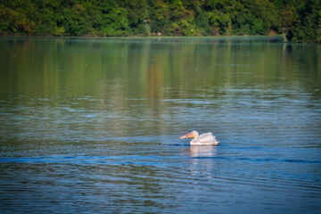 White Pelican Swimming on a Lake in the Sunshine